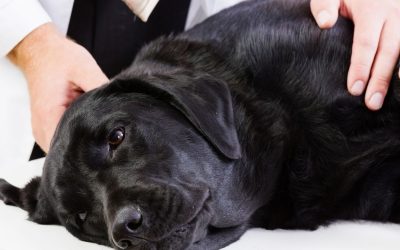 Sterilizacija i kastracija pasa: Zašto više nisu rutinska preporuka