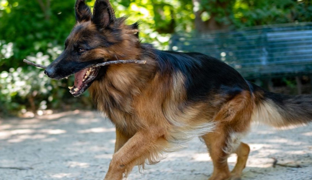 Vitamin C za pse – ključ zdravih zglobova i života bez bola