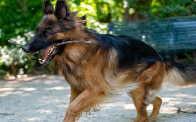 Vitamin C za pse – ključ zdravih zglobova i života bez bola