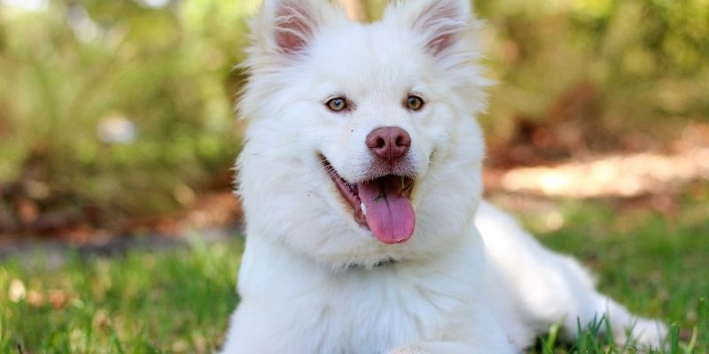 Vlasnik i pas – zdrava granica