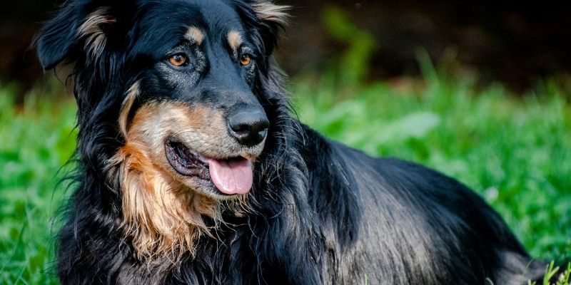 wsava preporuke o sterilizaciji i kastraciji pasa