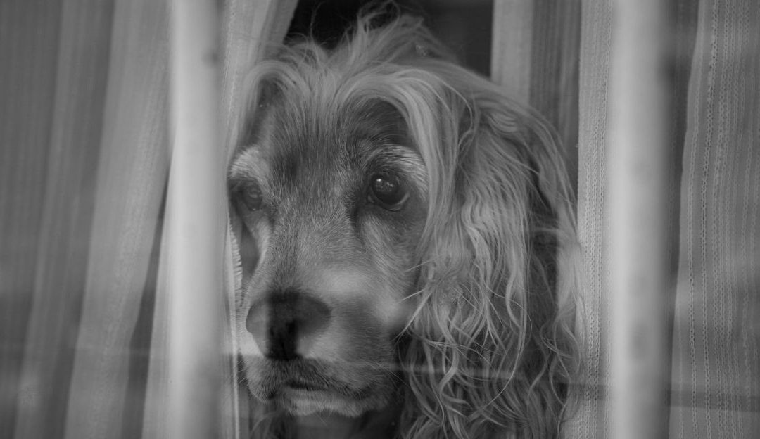 Pas u senci kao vizuelni simbol za zamku bola i neproživljene rane