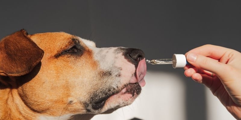 Prirodna podrška kolagenu i kostima kod pasa