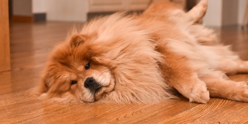 Čist i isfeniran čau-čau leži u modernom dnevnom boravku.