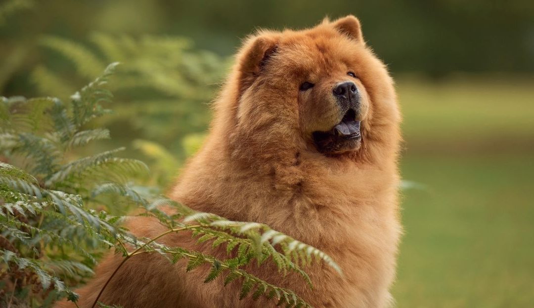 Krupan plan lica rase čau-čau koji prikazuje nabore kože i gustu dlaku.