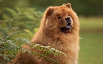 Čau-čau: Zabluda o „mačkastom“ psu koji se ne kupa