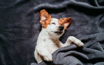 Estrogen kod pasa: Da li nedostatak hormona uzrokuje inkontinenciju?