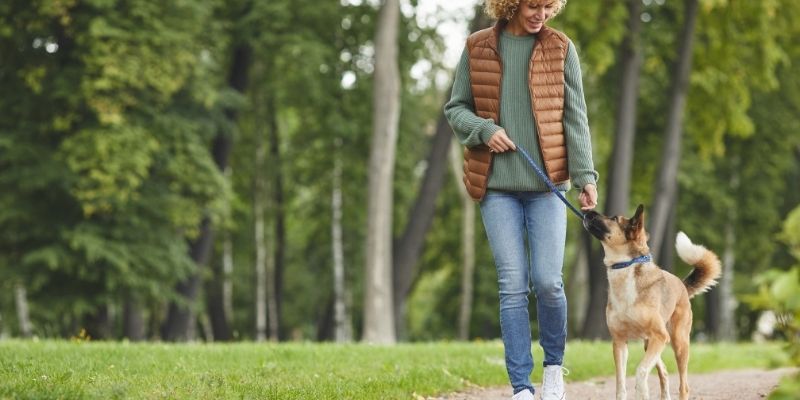 Srećan pas koji tokom šetnje gleda u svog vlasnika sa poverenjem.