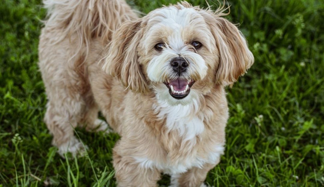 Onih 7% koje niko ne vidi: Zašto vaš pas ispašta zbog „idealne“ formule?