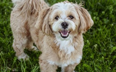 Onih 7% koje niko ne vidi: Zašto vaš pas ispašta zbog „idealne“ formule?