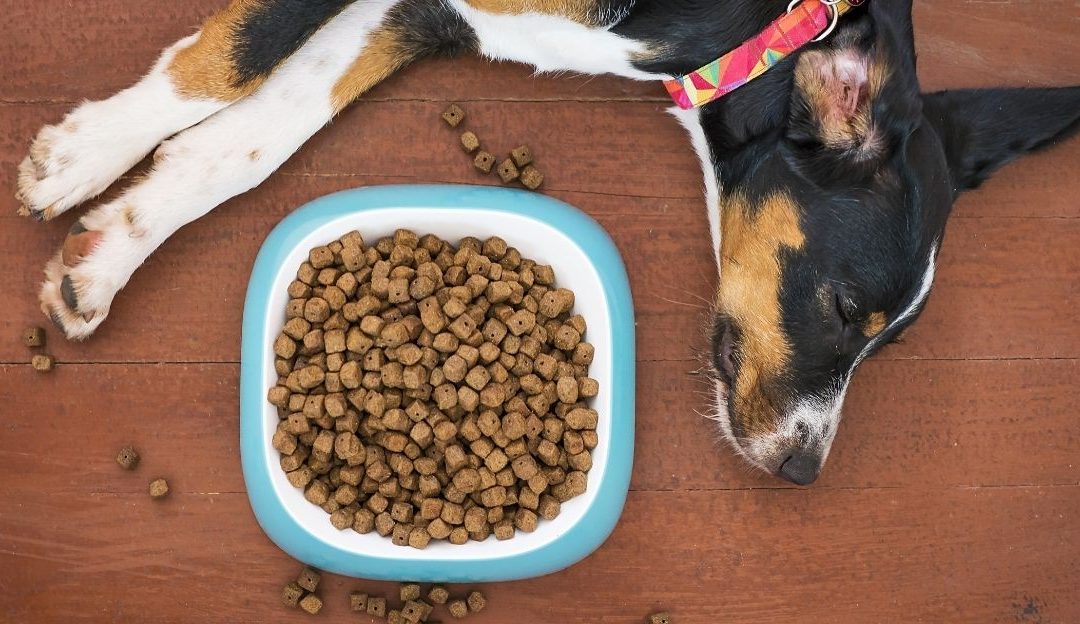 Zašto veštačka hrana ubija imunitet vašeg psa?