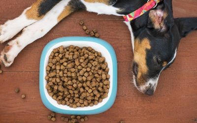 Zašto veštačka hrana ubija imunitet vašeg psa?