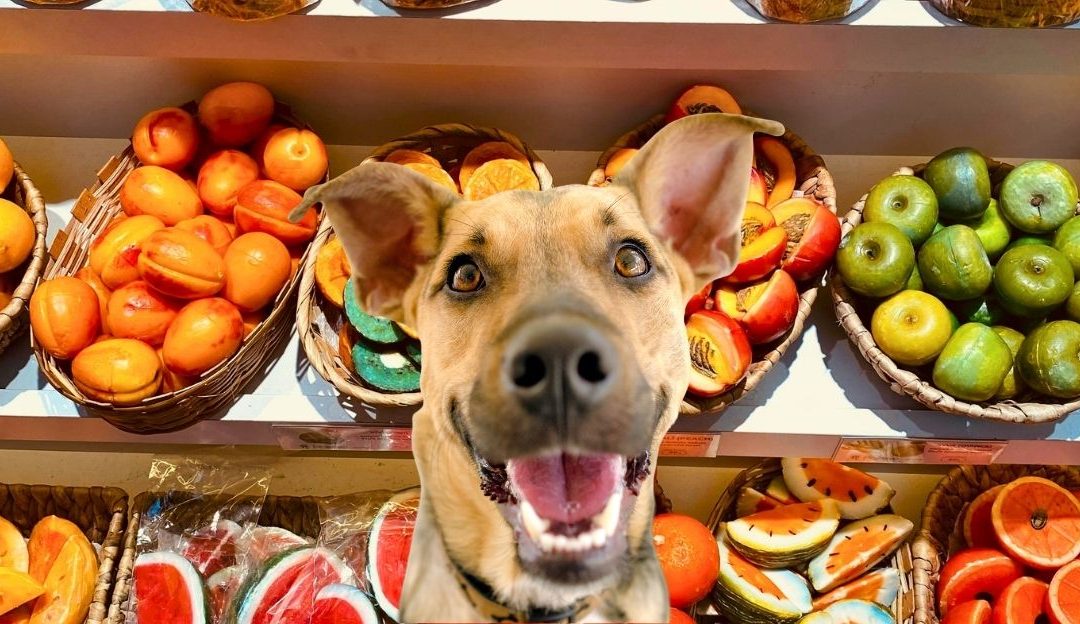 Da li psi smeju da jedu narandže, kivi, limun i kesten?