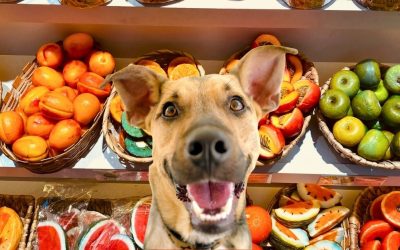 Da li psi smeju da jedu narandže, kivi, limun i kesten?