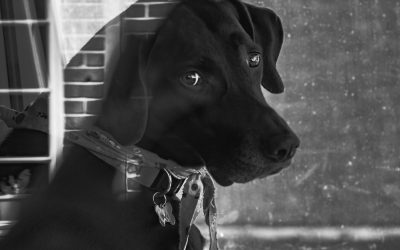 Mineral tišine i bola: Šta je zapravo kalcijumova školjka?