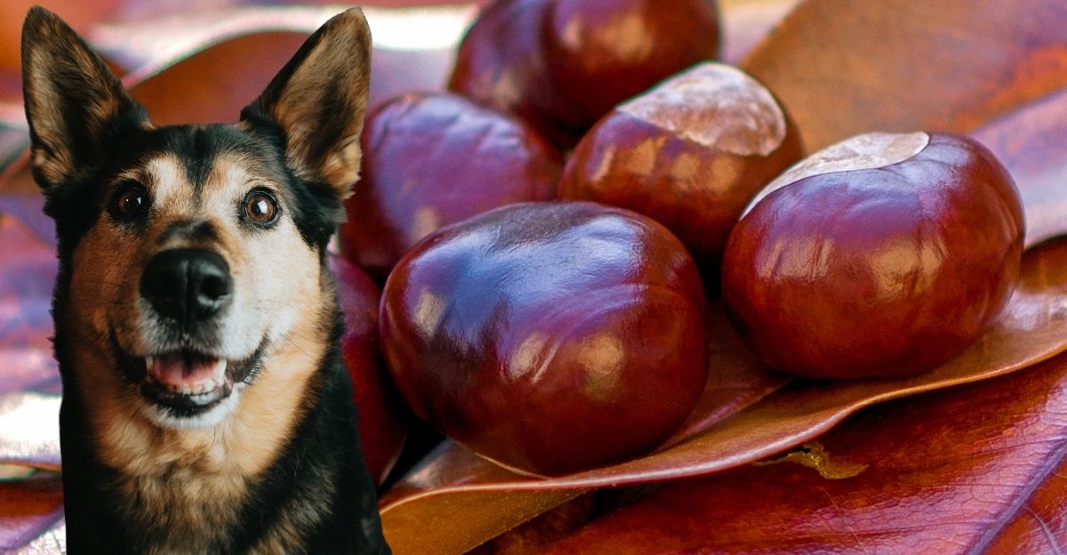 Pečeni kesten i pas, simbol zdrave i odmerene užine.