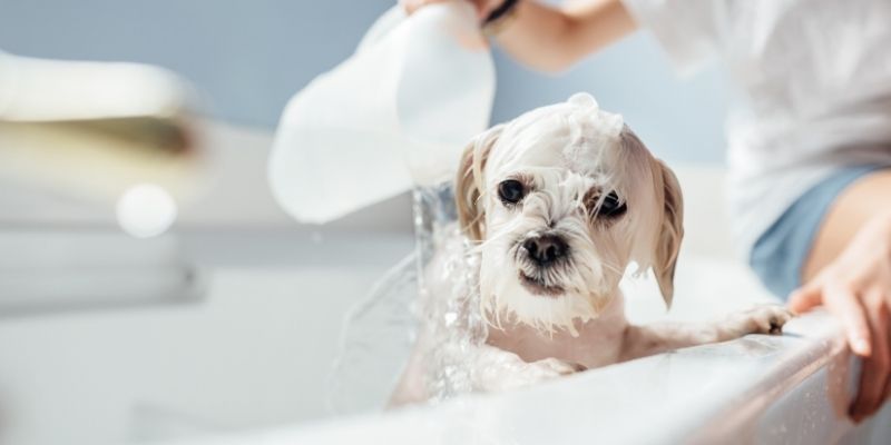 Maltezer tokom kupanja sa penom, ilustracija pravilne nege krzna.