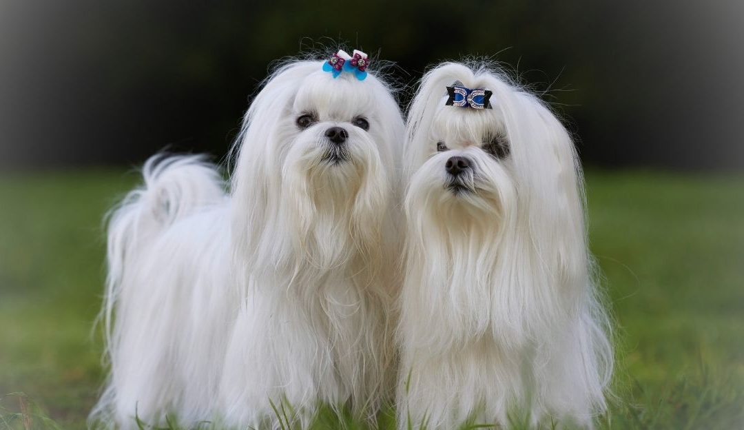 Maltezer sa dugom, negovanom i sjajnom belom dlakom.