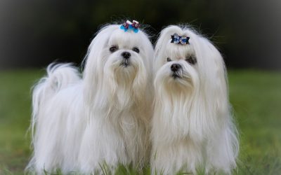 Maltezer: Zablude o dlaci i tajna pravilnog održavanja