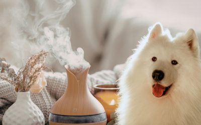 Senzorna inteligencija pasa: Nevidljivi zidovi koji guše vaše ljubimce