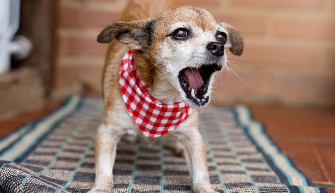 Zašto vaš pas ne prestaje da laje? Istina o kojoj vlasnici ćute