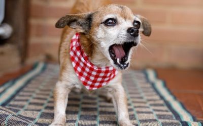 Zašto vaš pas ne prestaje da laje? Istina o kojoj vlasnici ćute