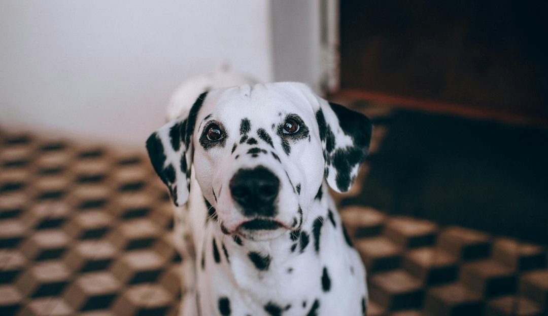 Nutritivni biheviorizam: Šta je starije, kokoška ili jaje?