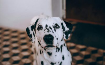 Nutritivni biheviorizam: Šta je starije, kokoška ili jaje?