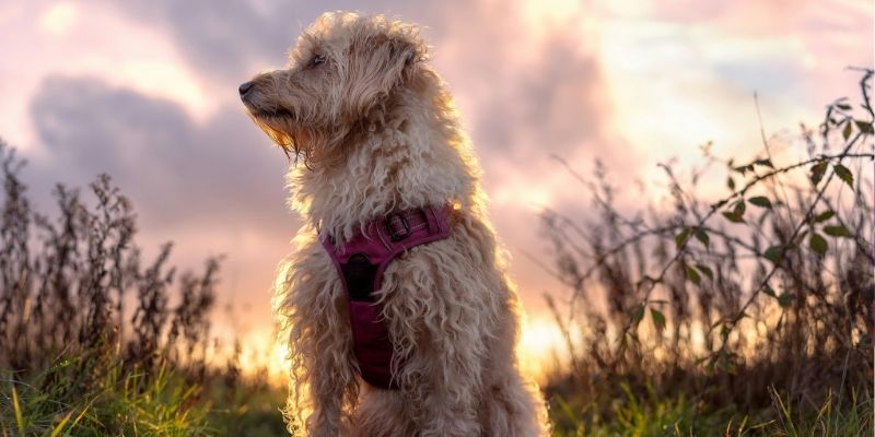 Vlasnik i pas posmatraju horizont, simbolizujući zajedničku budućnost i promenu.