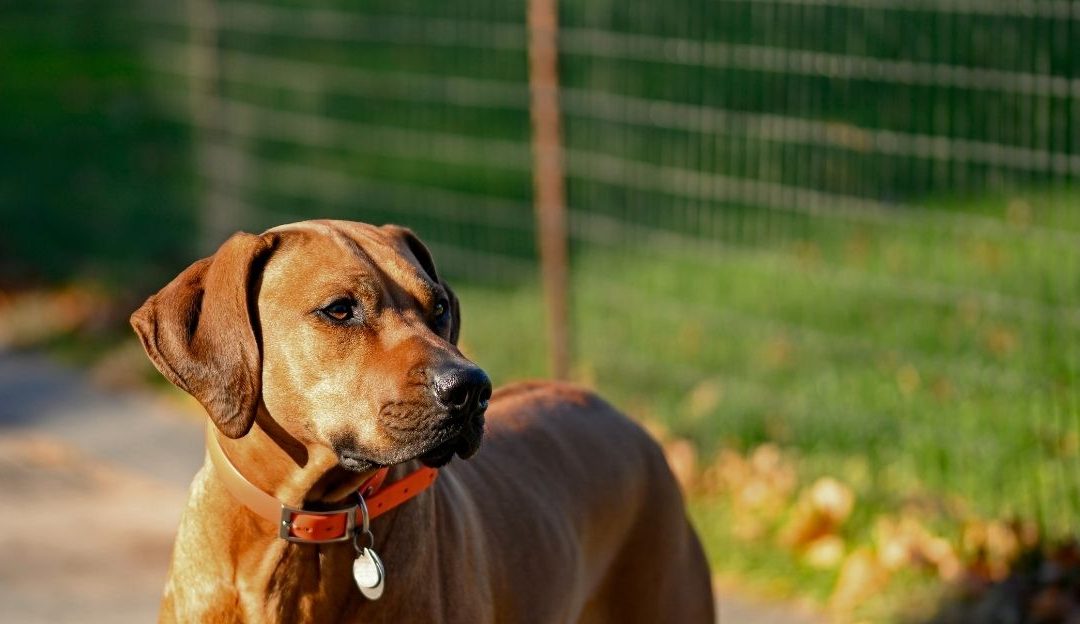 Pas živi u trenutku: Zašto je sadašnjost psu dom