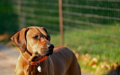 Pas živi u trenutku: Zašto je sadašnjost psu dom