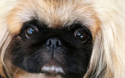 Pekinezer: Čuvar carevog sna koji spava otvorenih očiju