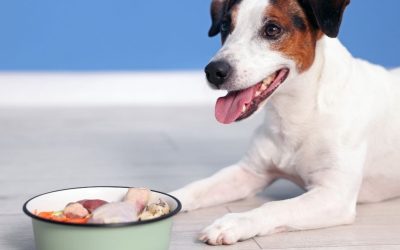 Alergija kod pasa: Šta zapravo znači hraniti osetljivog ljubimca?