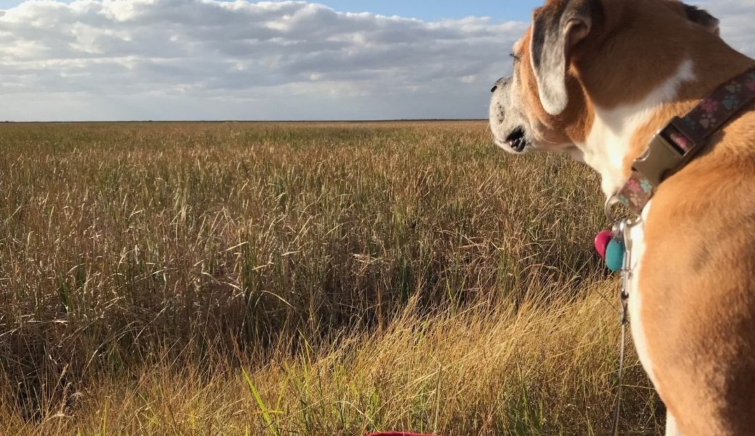 Psihologija ljudi i pasa: Kako nam ljubimci vraćaju izgubljenu snagu?