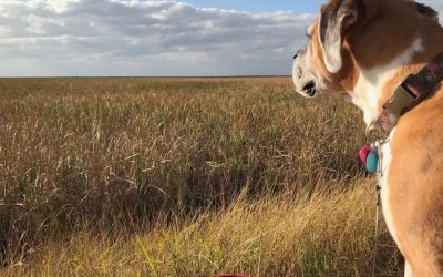 Psihologija ljudi i pasa: Kako nam ljubimci vraćaju izgubljenu snagu?
