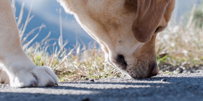 Pas koji intenzivno njuši i procenjuje okolinu tokom šetnje.