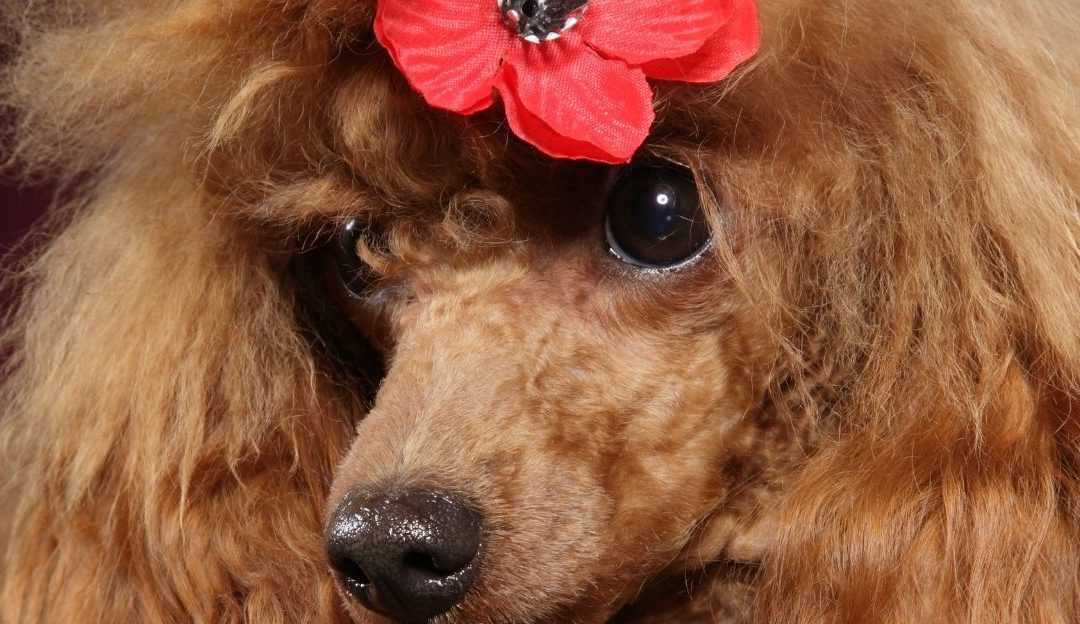 Pudla: Lovac u salonu i velika zabluda o „frizurama“