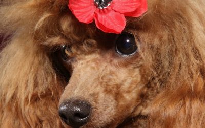 Pudla: Lovac u salonu i velika zabluda o „frizurama“