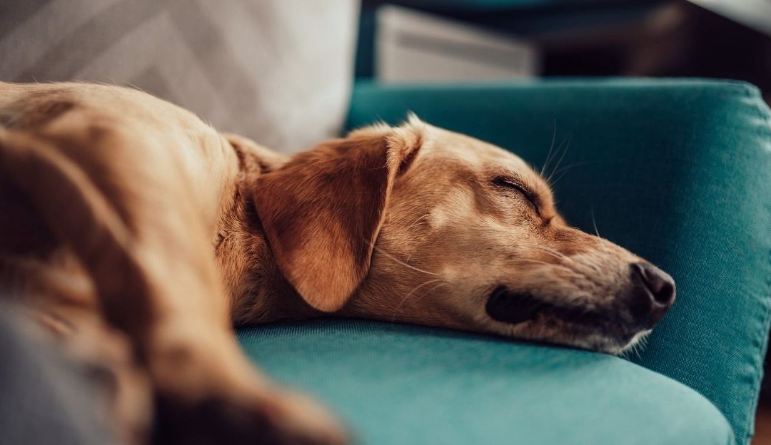 Pas koji se iscrpljeno srušio na pod nakon šetnje zbog mentalnog napora.