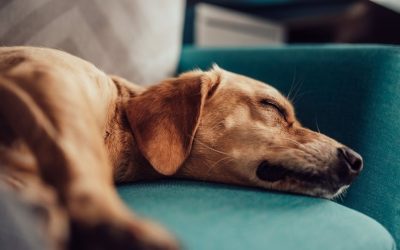 Zašto se pas ruši posle šetnje? Istina o mentalnom umoru