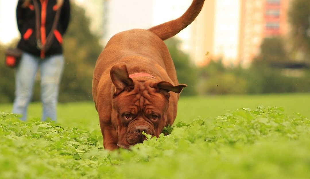 Pas u šetnji koji pokušava da pojede nešto sa asfalta tokom šetnje.