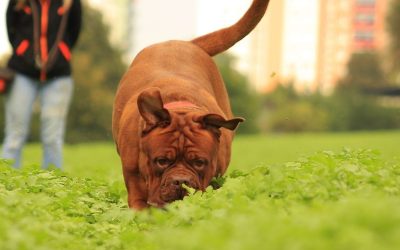 Vaspitanje pasa: Zašto vaš pas bira hranu sa ulice umesto vas?