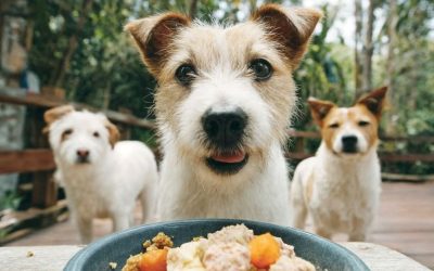 Hrana za pse se ne kupuje: Zašto sam odbio da pravim svoj brend