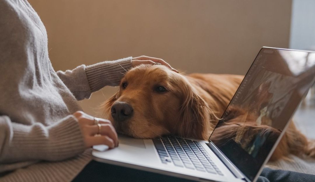 Vaš pas je alergičan na vaše savršenstvo: Zašto priručnik ne radi?