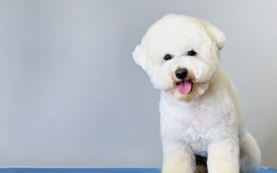 Bišon: Istine i mitovi o svakodnevnom četkanju