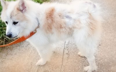 Alopecija kod pasa: Zašto dlaka ne može da probije kožu?