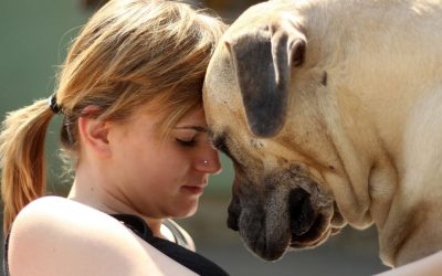 Zajednički nervni sistem: Zašto psi danas pucaju pod pritiskom naših života?