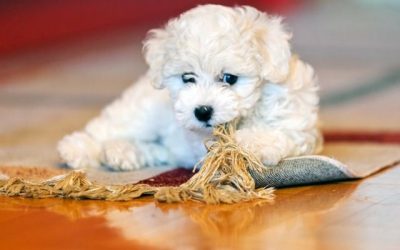 Zašto se vaš bišon neprestano češe?