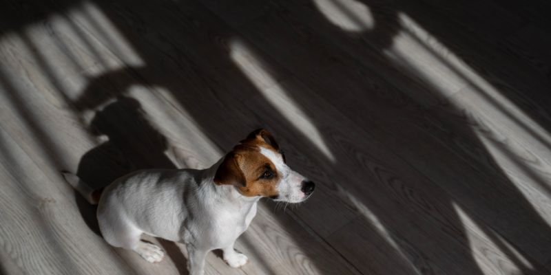 Pas koji leži u senci, simbolizujući uticaj negativne energije i stresa vlasnika na fiziologiju ljubimca.