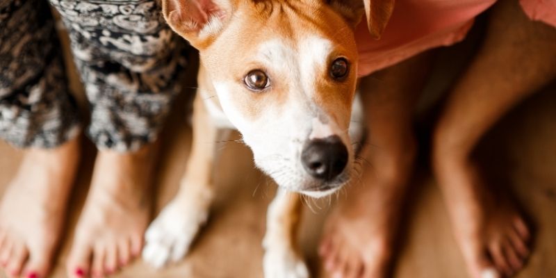 Pas koji naskače na nogu vlasnika dok partnerka posmatra sa iritacijom.